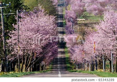 Sakura in Nakasatsunai Village 65343289