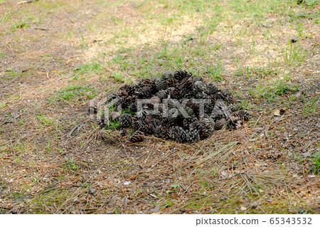 Piled pine cones 65343532