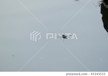 Two water striders on the water Two water striders on the water 65343533