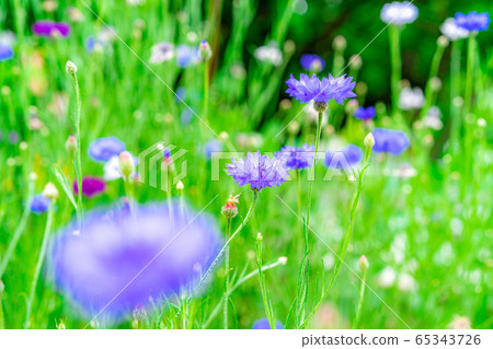 Cornflower early summer flowers [Aichi Prefecture] 65343726