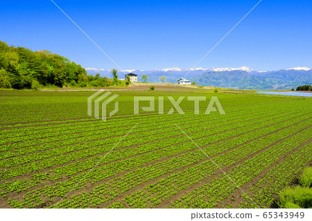 谷川山脈和菠菜田 65343949
