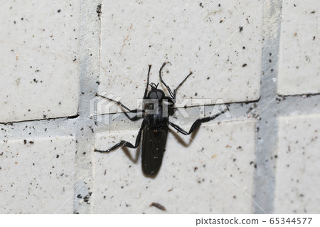 Haggar fly Haggar fly 65344577