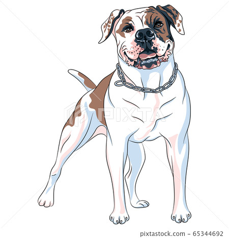 is the campeiro bulldog legal in st kitts and nevis