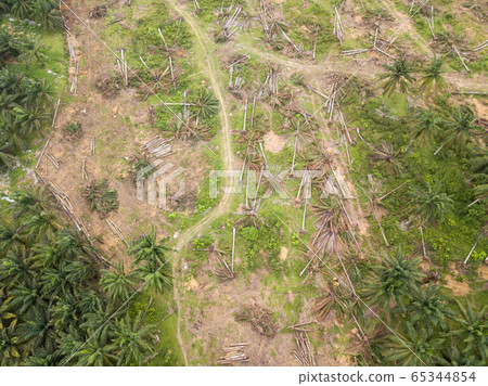 Aerial view oil palm trees is clear Aerial view oil palm trees is clear 65344854