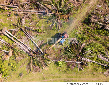 Top down view excavator remove the oil palm 65344855