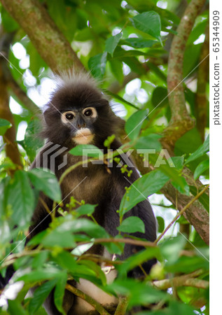 Dusky leaf monkey on tree Dusky leaf monkey on tree 65344909