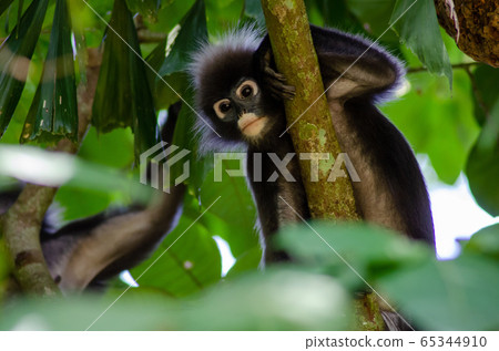 The dusky leaf monkey, langur The dusky leaf monkey, langur 65344910