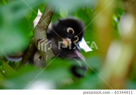 Dusky Leaf Monkey climb at tree Dusky Leaf Monkey climb at tree 65344911
