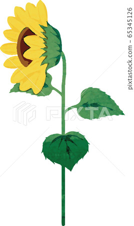 Sunflower summer flower watercolor analog touch Sunflower summer flower watercolor analog touch 65345126