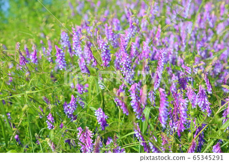 Poa peach flower flowers 65345291