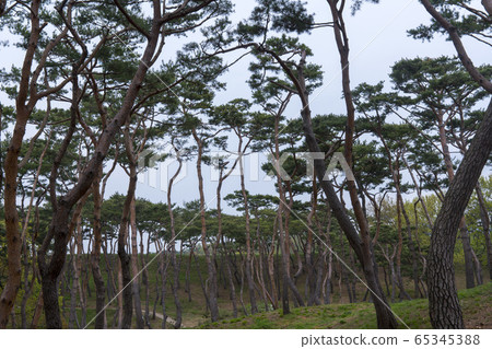 Haemi-eupseong Haemi-eupseong 65345388