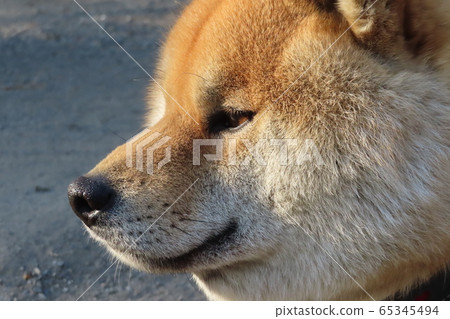 Shiba Inu Shiba Inu 65345494