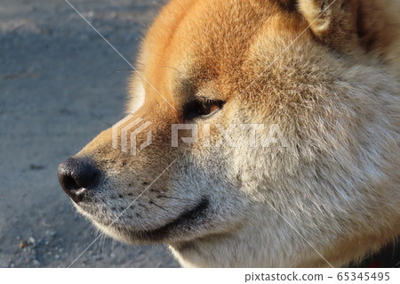 Shiba Inu 65345495