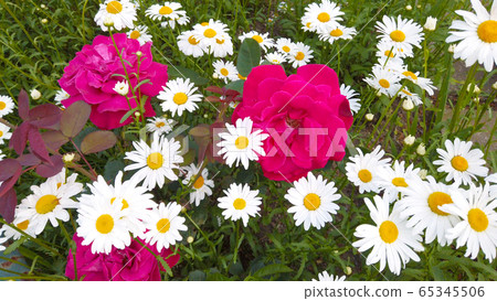 花壇 花壇 65345506