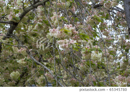 Blue cherry blossoms Blue cherry blossoms 65345780