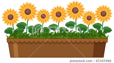 Beautiful sunflowers in clay pot on white 65345998