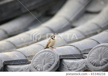 A sparrow on a tile A sparrow on a tile 65346238