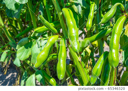 Broad beans Broad beans 65346320
