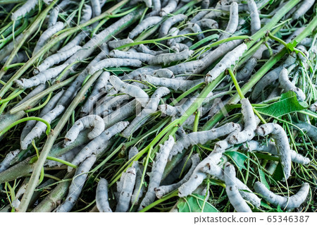 silkworm eating leaf mulberry 65346387