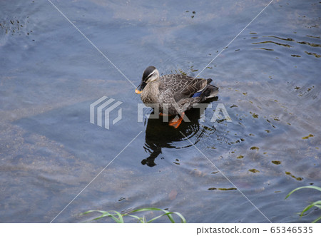 Ueda River Duck 65346535