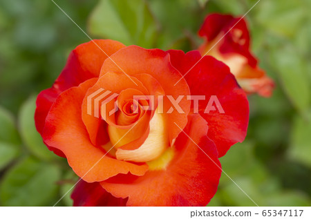 萊昂尼達斯 65347117