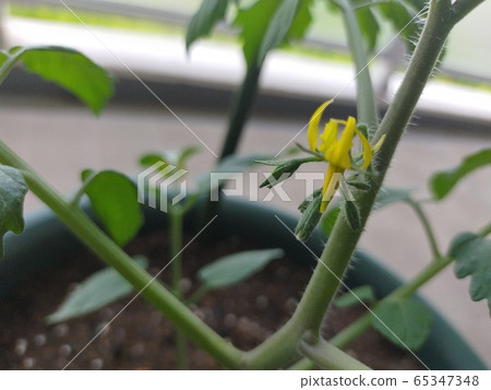 番茄花 番茄花 65347348