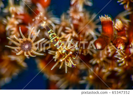 Black coral shrimp Black coral shrimp 65347352
