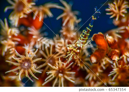 黑珊瑚蝦 65347354