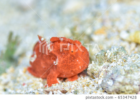 Frogfish 65347428