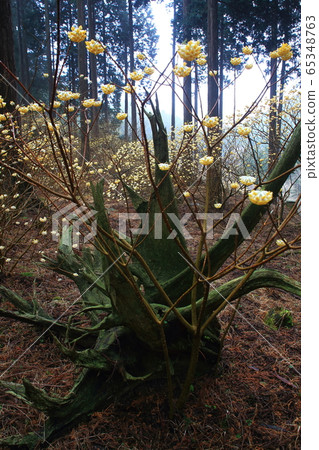 Mitumata花 65348763