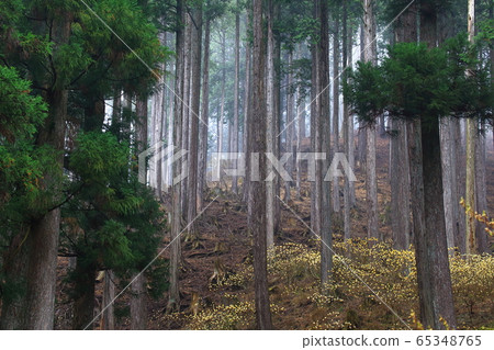 Mitumata花 65348765