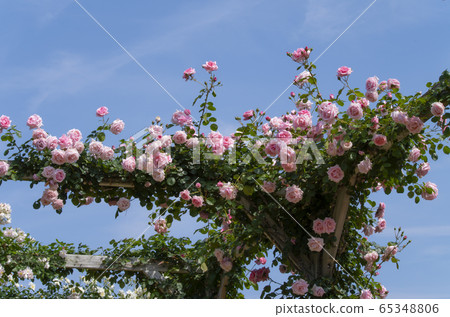 Kawazu Bagatelle Park 65348806