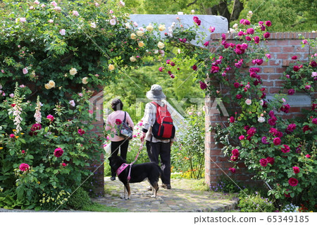赤尾香草玫瑰園 赤尾香草玫瑰園 65349185