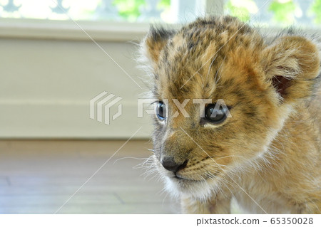 獅子寶貝 獅子寶貝 65350028