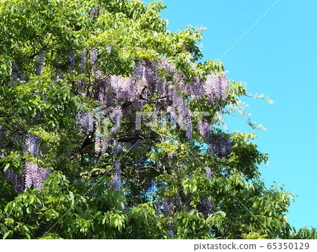 Fuji no Satoyama wisteria wisteria wisteria 65350129