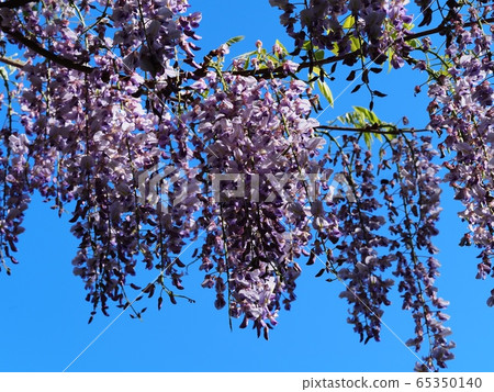 Fuji no Satoyama wisteria wisteria wisteria Fuji no Satoyama wisteria wisteria wisteria 65350140