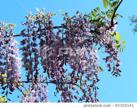 Fuji no Satoyama wisteria wisteria wisteria Fuji no Satoyama wisteria wisteria wisteria 65350141