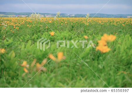 Sarobetsu wilderness Sarobetsu wilderness 65350397