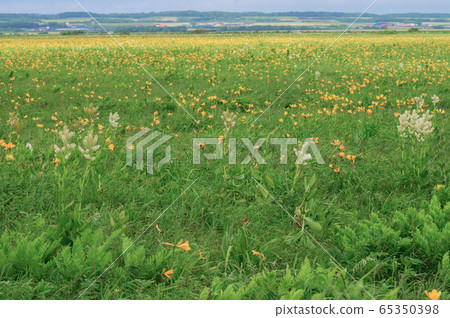 Sarobetsu wilderness 65350398