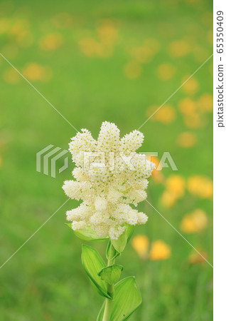 Sarobetsu荒野 65350409