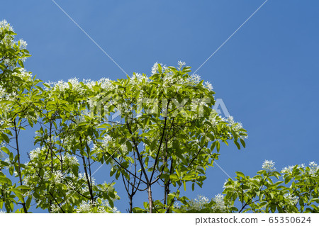 Pop tree Pop tree 65350624