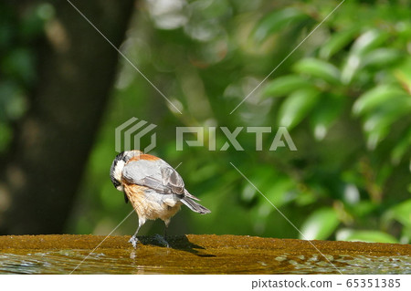 A bird that seems to be apologizing A bird that seems to be apologizing 65351385