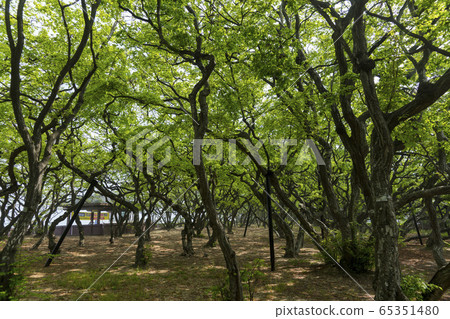 Yeongheungdo 65351480