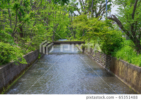 Tamagawa Kamimizu of the fresh green Tamagawa Kamimizu of the fresh green 65351488