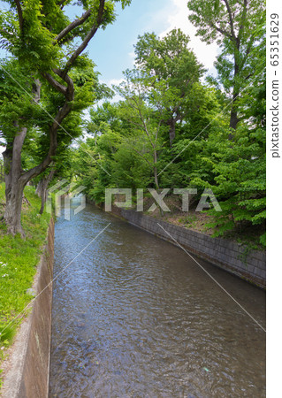Tamagawa Kamimizu of the fresh green Tamagawa Kamimizu of the fresh green 65351629