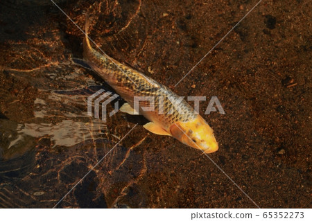 A town where Nishikigoi swims in the waterway-Kurayoshi City 65352273