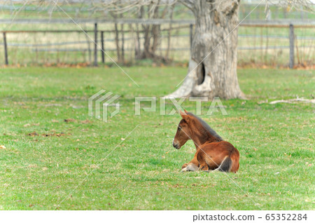 Thoroughbred foals 65352284