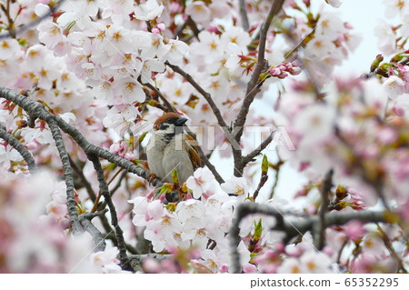 麻雀和櫻花 65352295