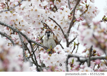 麻雀和櫻花 65352296