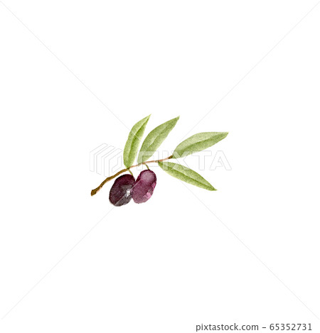Olive watercolor illustration 65352731